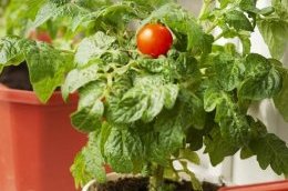 Уход за домашними помидорами имеет мало отличий от ухода за ними на даче или приусадебном участке